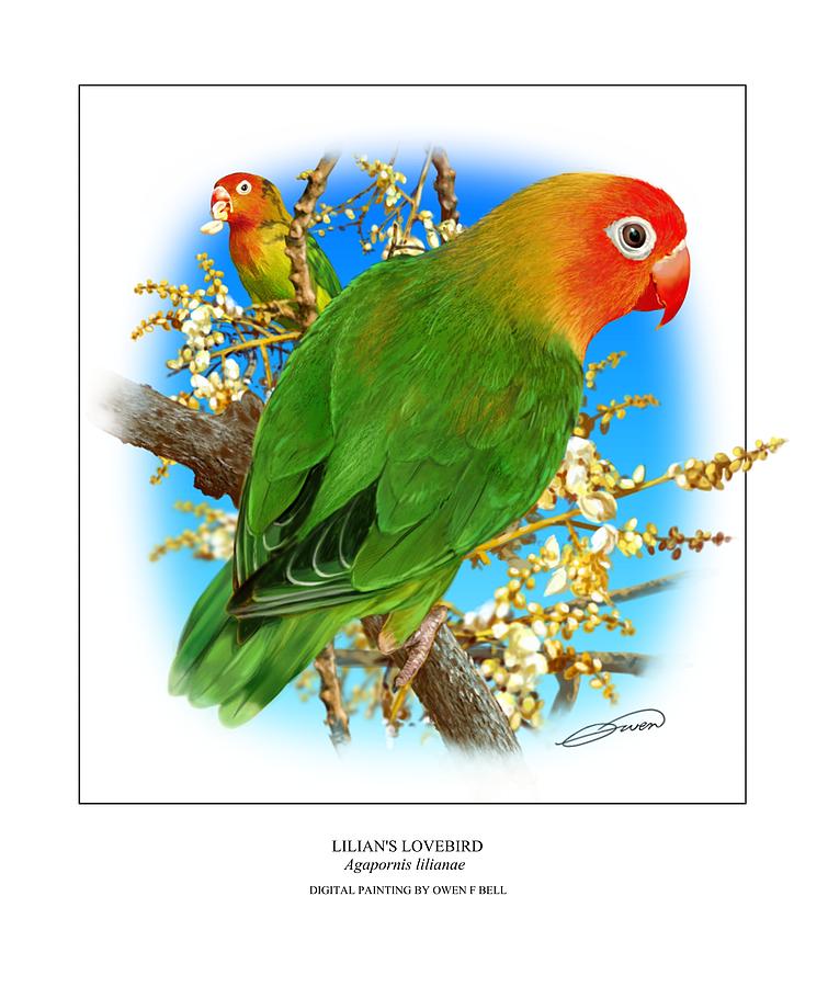Lovebird Digital Art - Lilians Lovebird 1 by Owen Bell