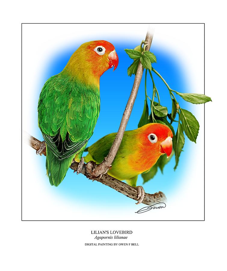 Lilians Lovebird 2 Digital Art by Owen Bell