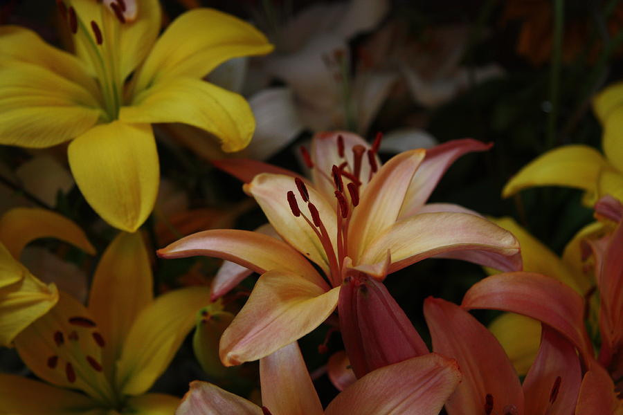 Lilies Photograph by Ellery Russell