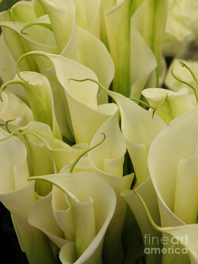 Lilies Galore Photograph by Lainie Wrightson