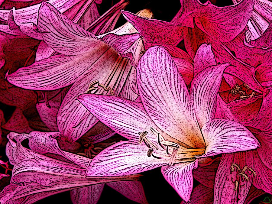 Lilies Illustrated Digital Art by Ben Freeman