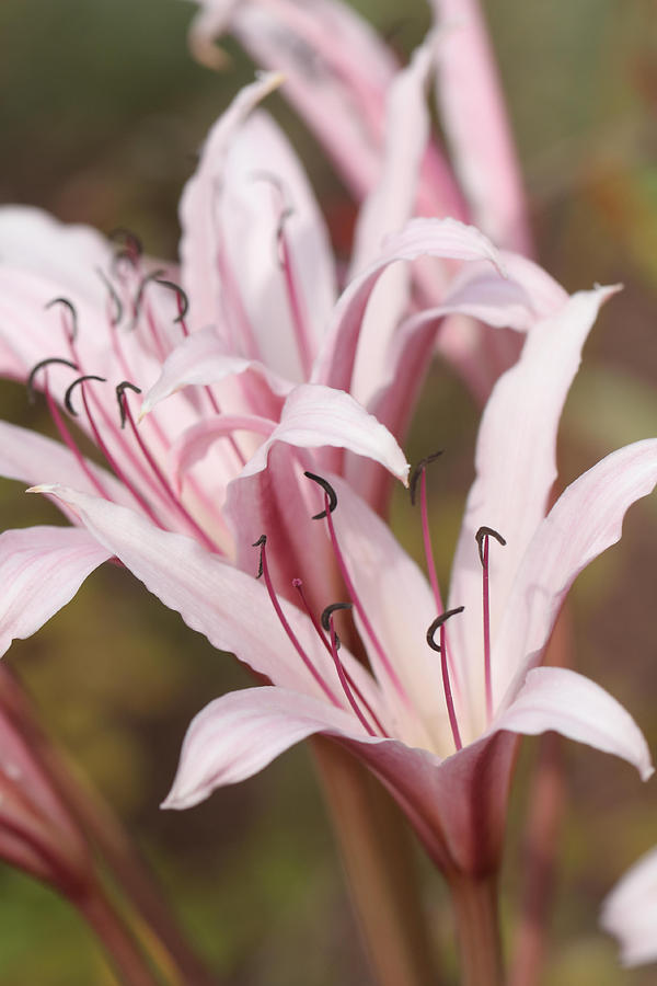 Lilies in Pink  Photograph by Katherine White
