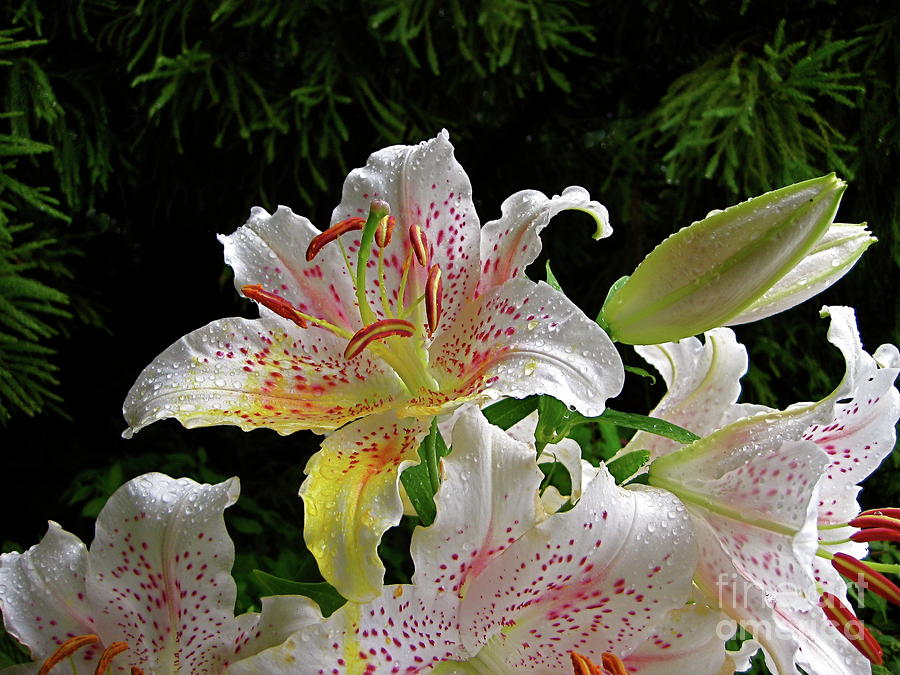 Lilies In The Rain Photograph by Byron Varvarigos