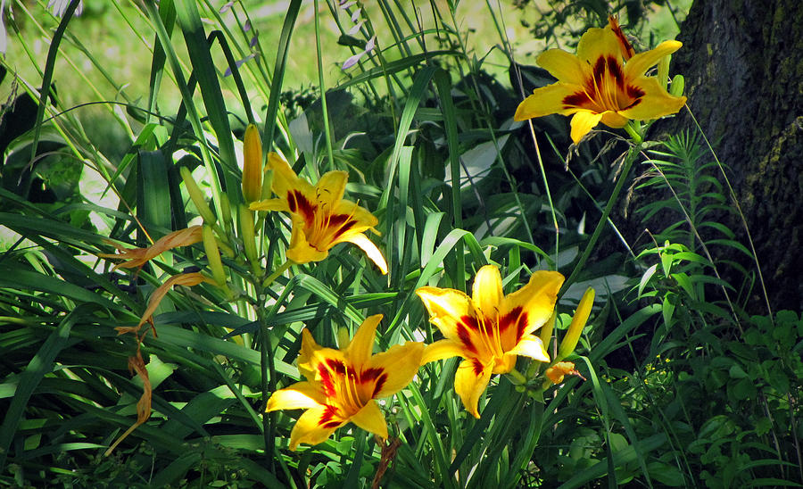 Lilies In The Sunlight Photograph by Ms Judi