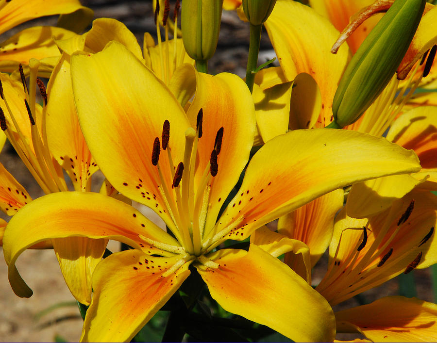Lilies Kissed By The Sun Photograph by Janice Adomeit