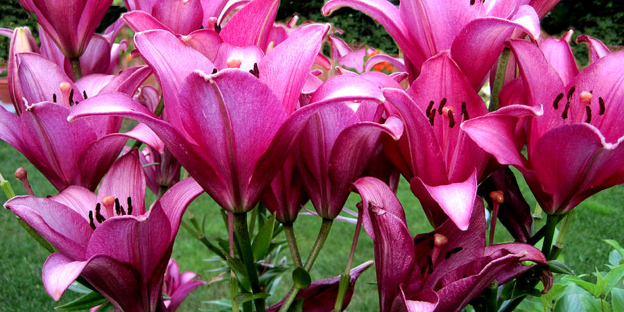 Lilies Photograph