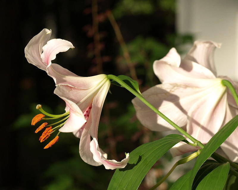 Lily Photograph - Lilies no.3 by Katherine Huck Fernie Howard