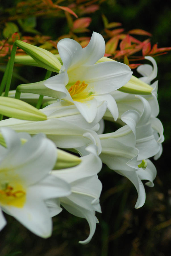 Lilies of Easter Photograph by Wanda Jesfield