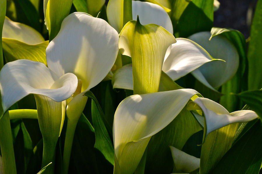 Lilies Of The Nile Photograph by Byron Varvarigos