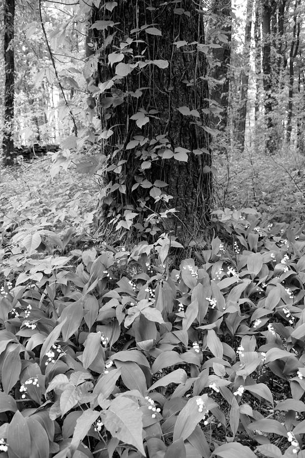 Black And White Photograph - Lilies-of-the-valley 2 by Roger Soule Black And White Photograph - Lilies-of-the-valley 2 by Roger Soule