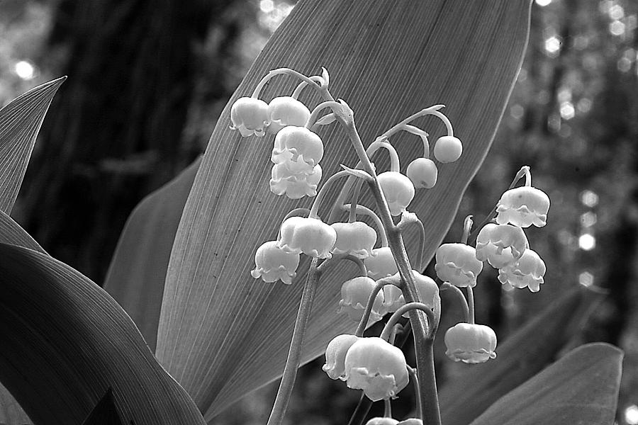 Lilies-of-the-Valley 3 Photograph by Roger Soule - Fine Art America