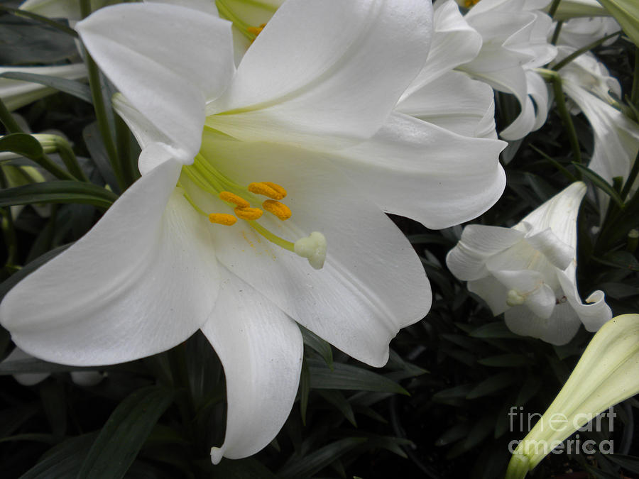 Lily Photograph - Lilies by Silvie Kendall