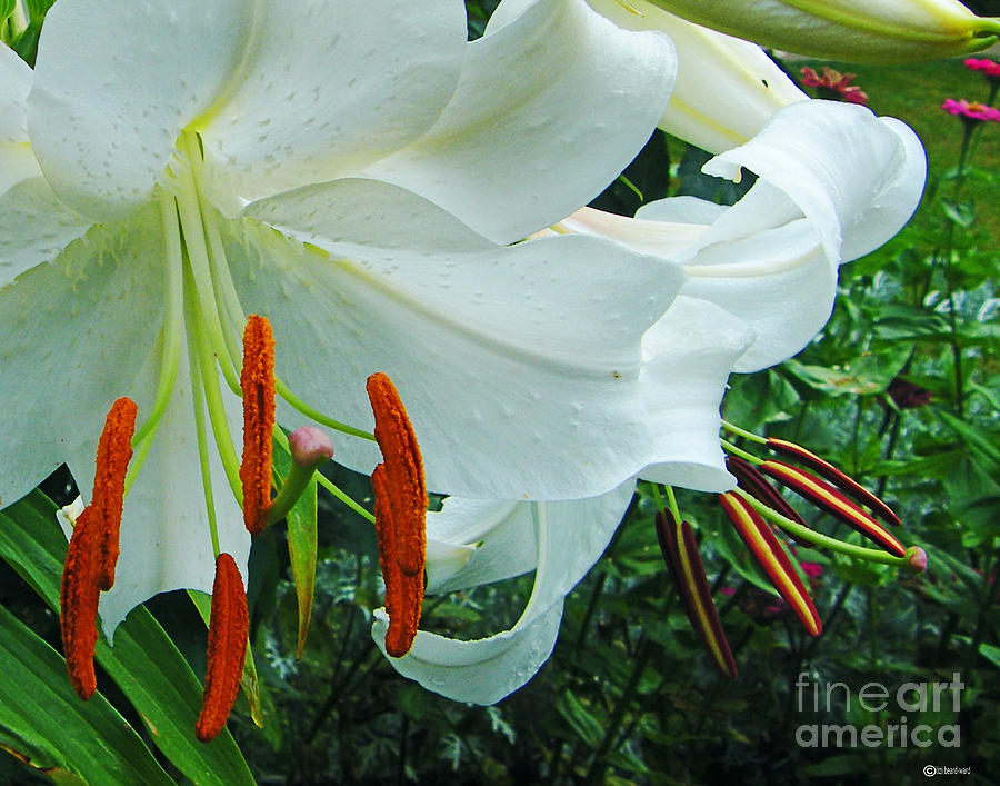 Lilies Thuya Garden ME Photograph by Lizi Beard-Ward
