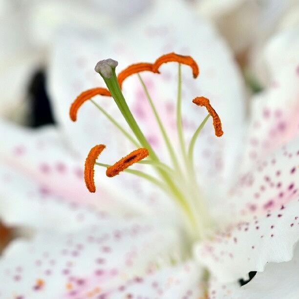 Nature Photograph - Lilium - Oriental Hybrid Lily #lilium by Zaqqy J