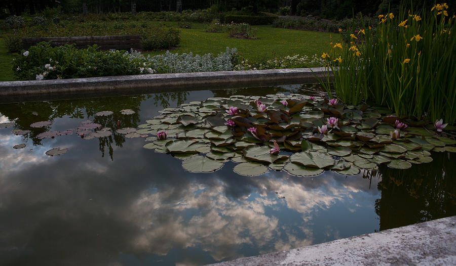 Lillies And Clouds Photograph