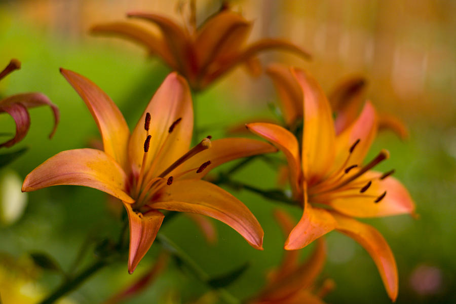 Flowers Photograph - Lillies by Benjamin Clark Flowers Photograph - Lillies by Benjamin Clark