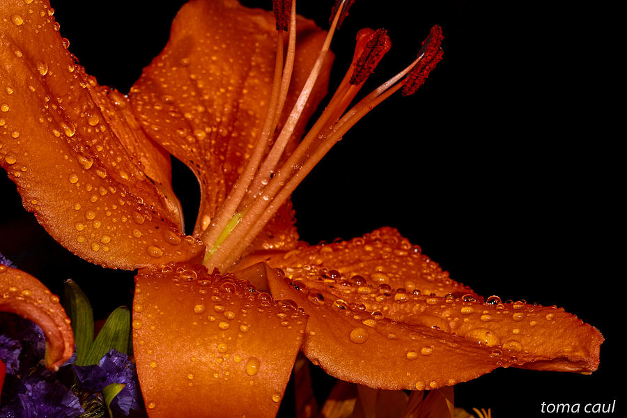 Lilly in Orange with water drops Photograph by Toma Caul