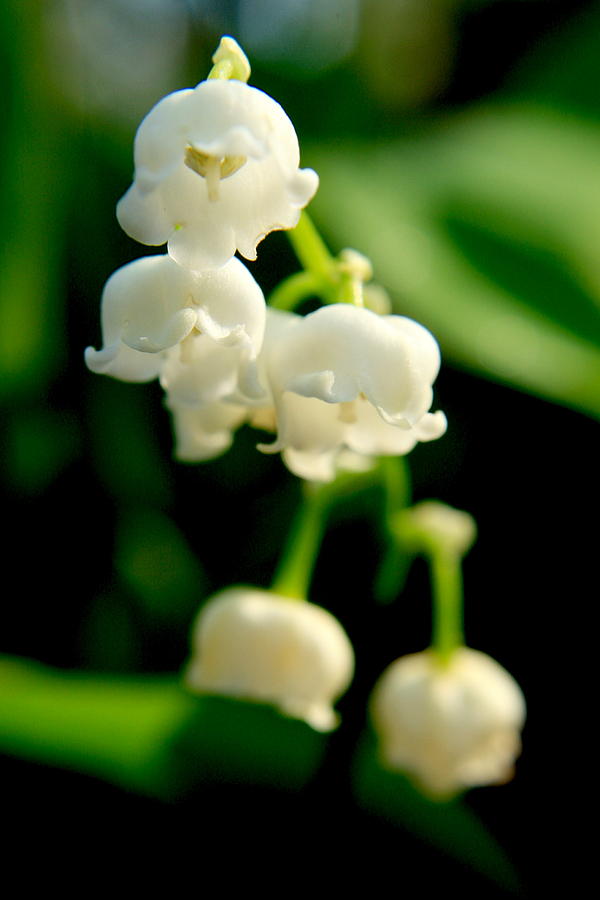 Garden Photograph - Lilly-of-the-Valley by Charles Shedd