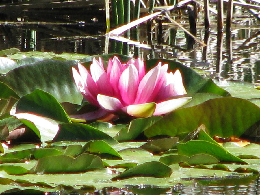Lilly Pads Photograph - Lilly Pads - Pink Beauty II by Forartsake Studio