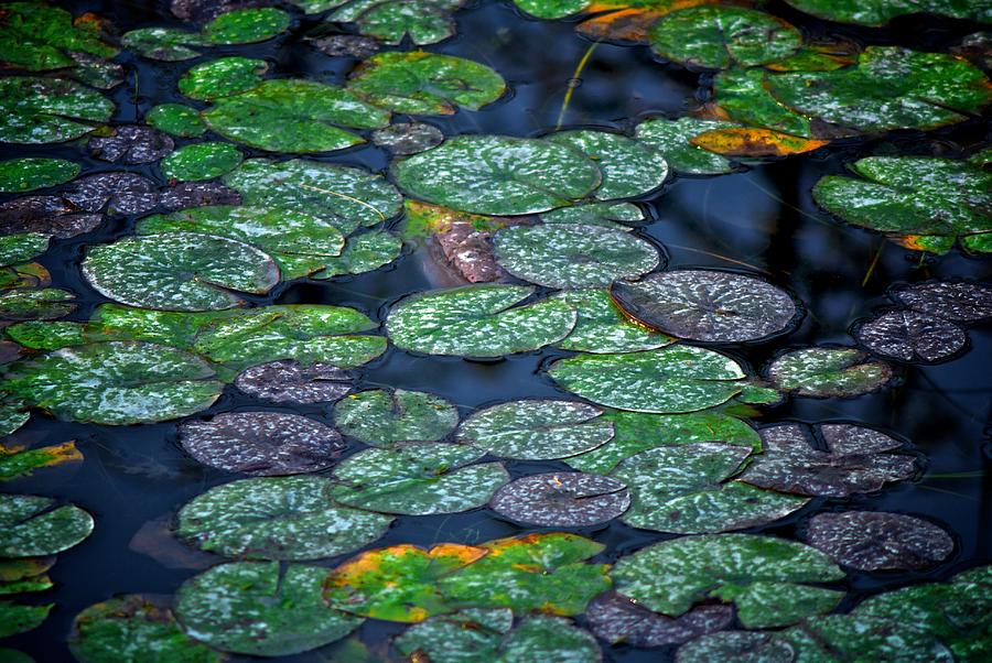 Lilly pads Photograph by Prince Andre Faubert