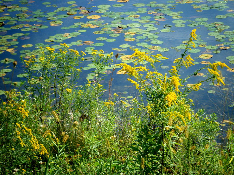 Lilly Pads At A Lake Photograph