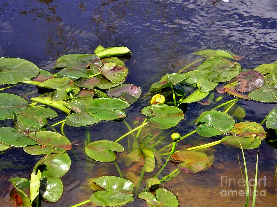 Lilly Pads Photograph by Ellen Heaverlo