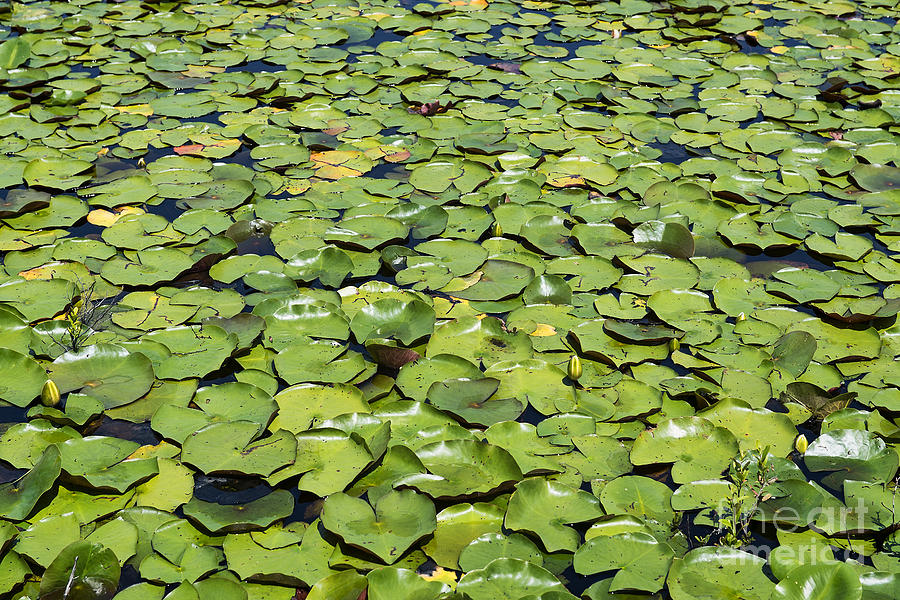 Nature Photograph - Lilly Pond by John Greim