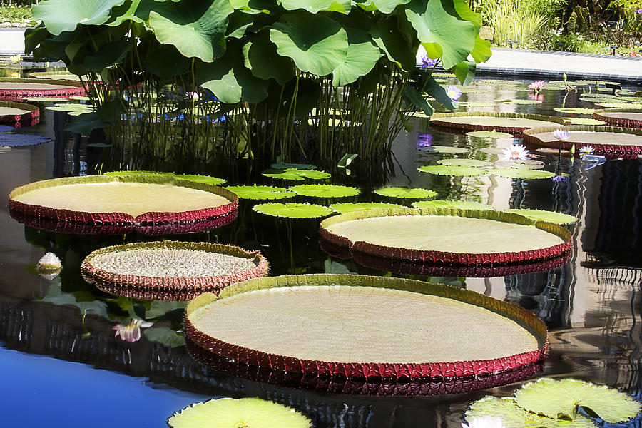 Lilly Pond Photograph by Trudy Wilkerson