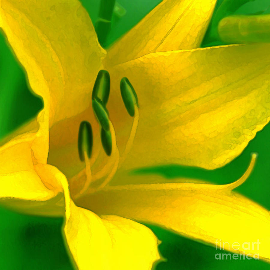 Lilly Digital Art by Seth Solesbee - Fine Art America