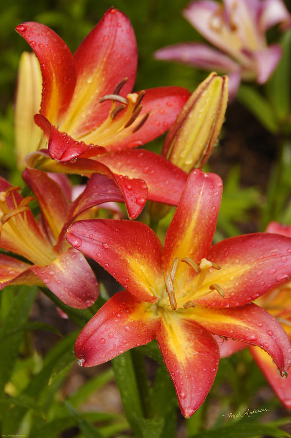Lily Photograph - Lily after the Rain by Mick Anderson