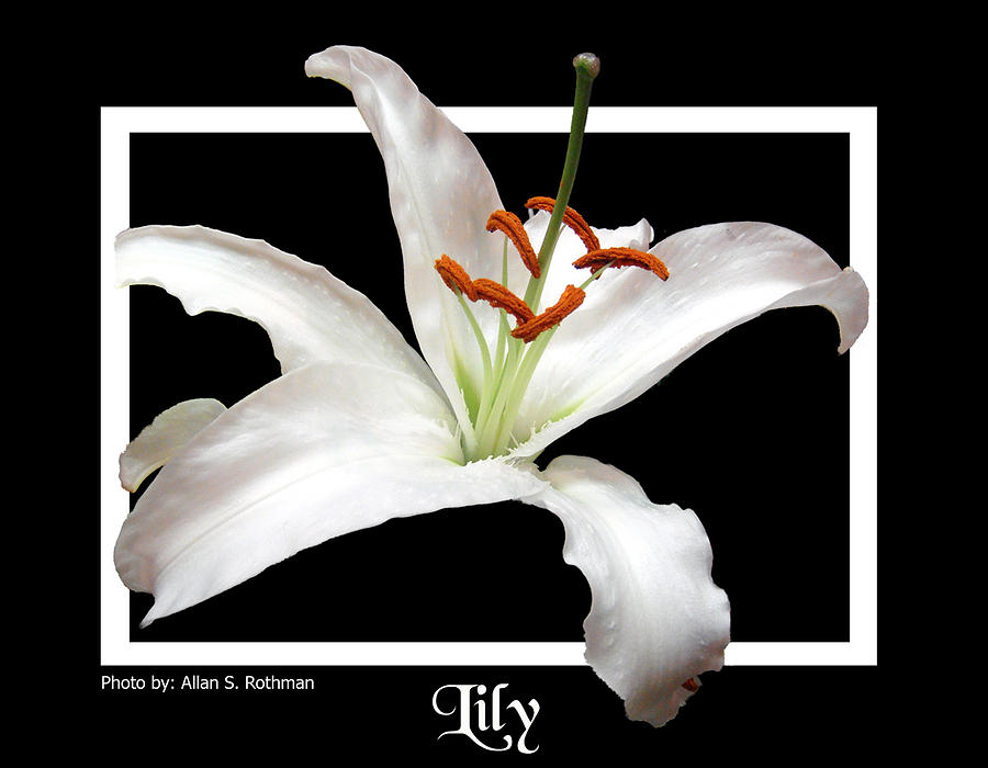 Lily Photograph by Allan Rothman