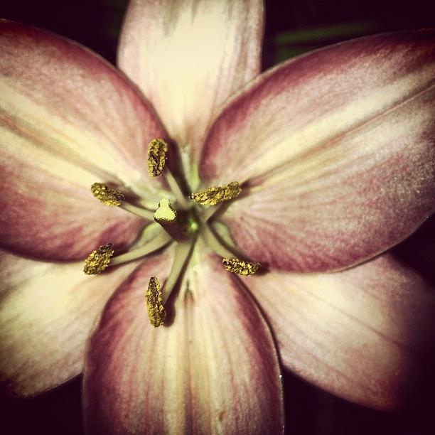 Nature Photograph - Lily At Night by Rex Pennington