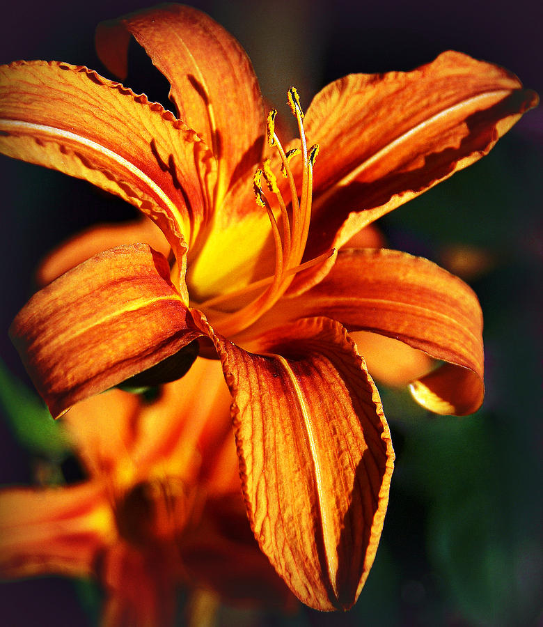 Lily Photograph - Lily at Sunset by Bogdan M Nicolae