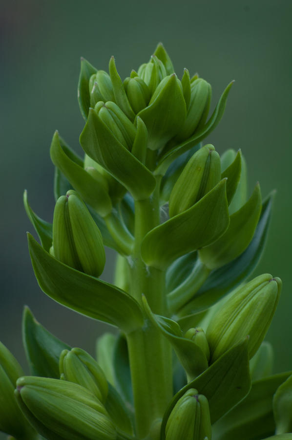 Lily Before The Bloom Photograph