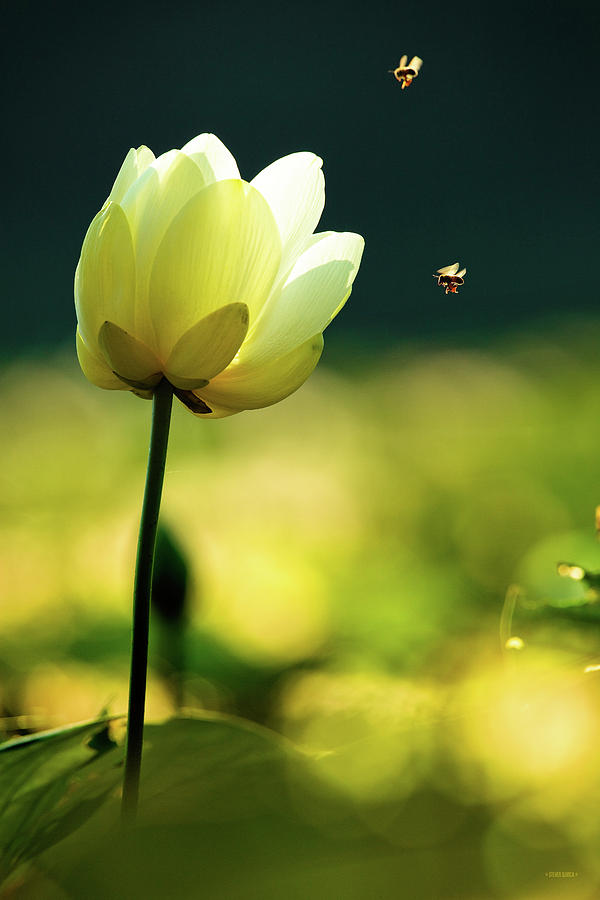 Lily Bloom with Bees Photograph by Steven Llorca