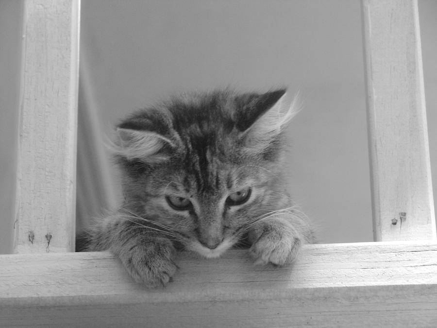 Lily Cat Photograph by Stacy Byers Fine Art America