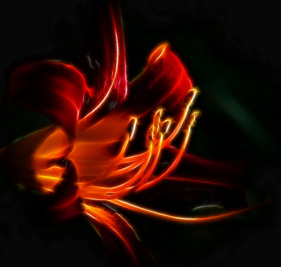 Lily Photograph - Lily Flame by Joetta West