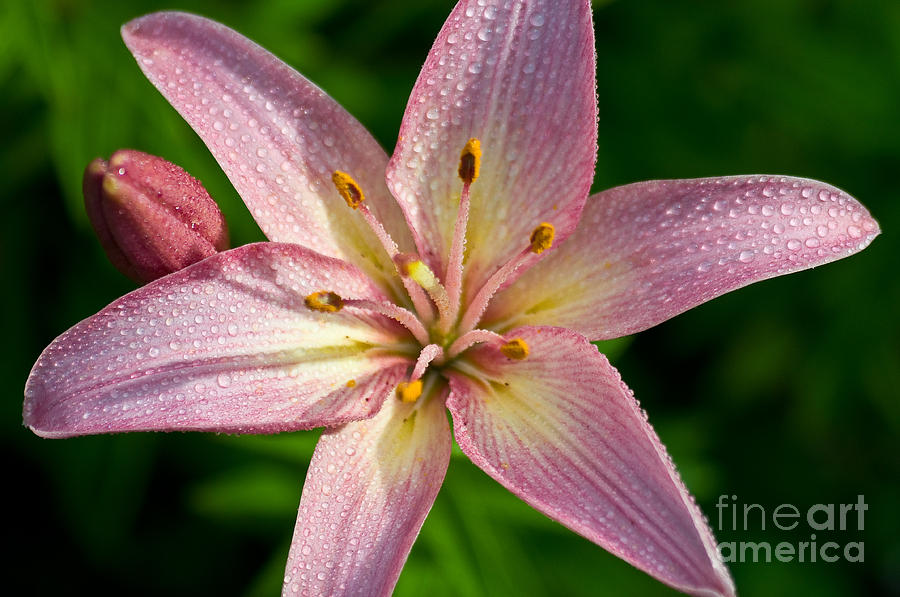 Lily Flower Photograph - Lily Flower After The Rain by Terry Elniski