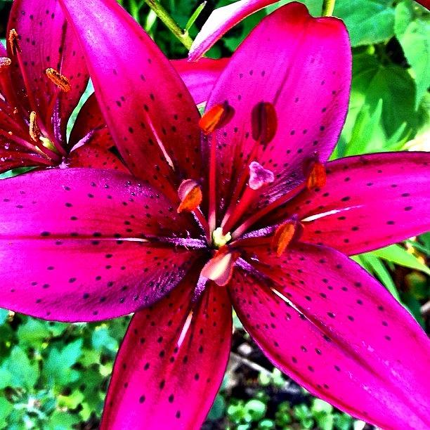 Nature Photograph - #lily #flower #nature #flora #beautiful by A Loving