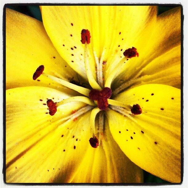Lily Photograph - Lily... #flower #plant #bloom #lily by Carla From Central Va  Usa