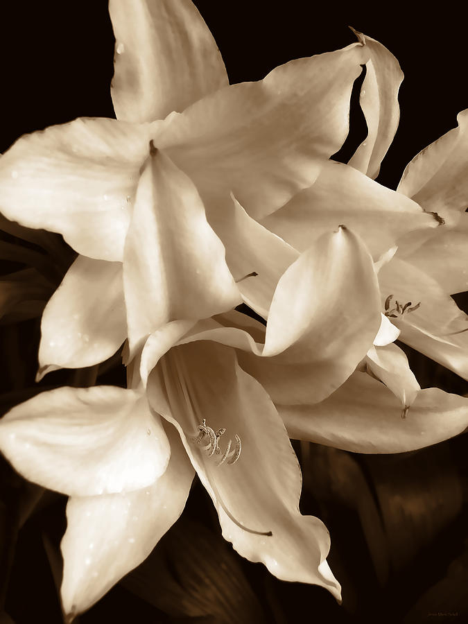 Lily Flowers in Sepia Photograph by Jennie Marie Schell