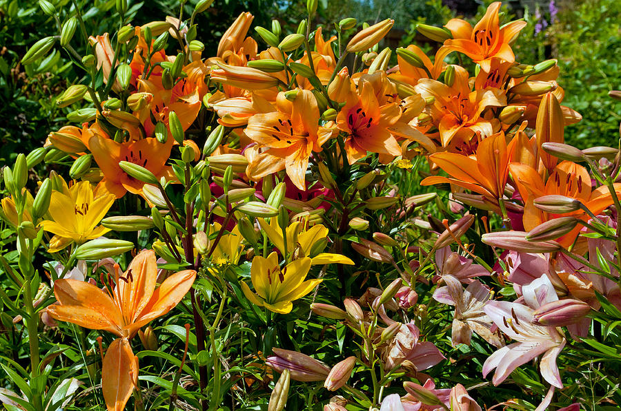 Lily Garden Bouquet  Photograph by Tikvahs Hope