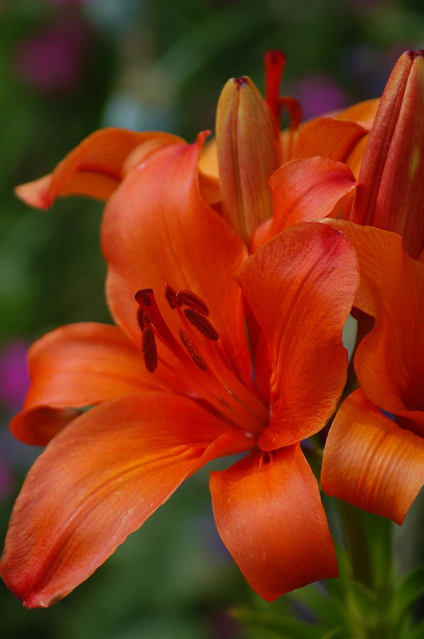 Lily II Photograph by Bo Simpson - Fine Art America