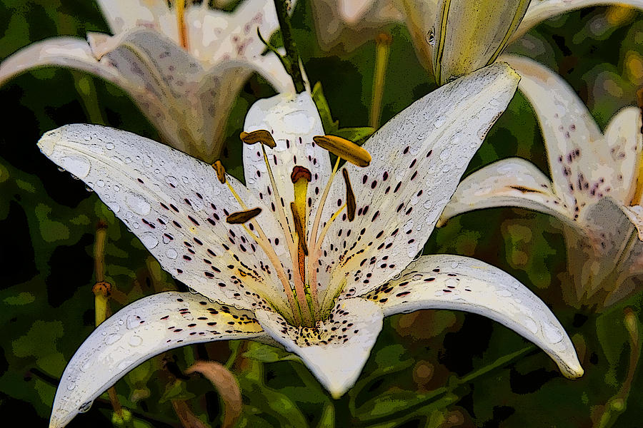 Nature Photograph - Lily III by Michael Friedman