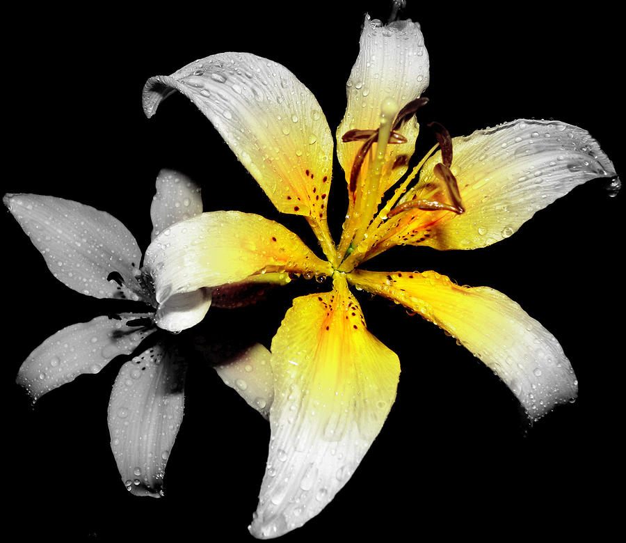 Lily In Focal Black And White Photograph by Kim Galluzzo Wozniak
