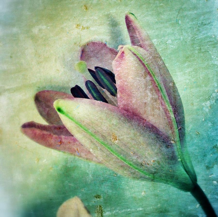 Lily Photograph - Lily in my Dreams by Marianna Mills