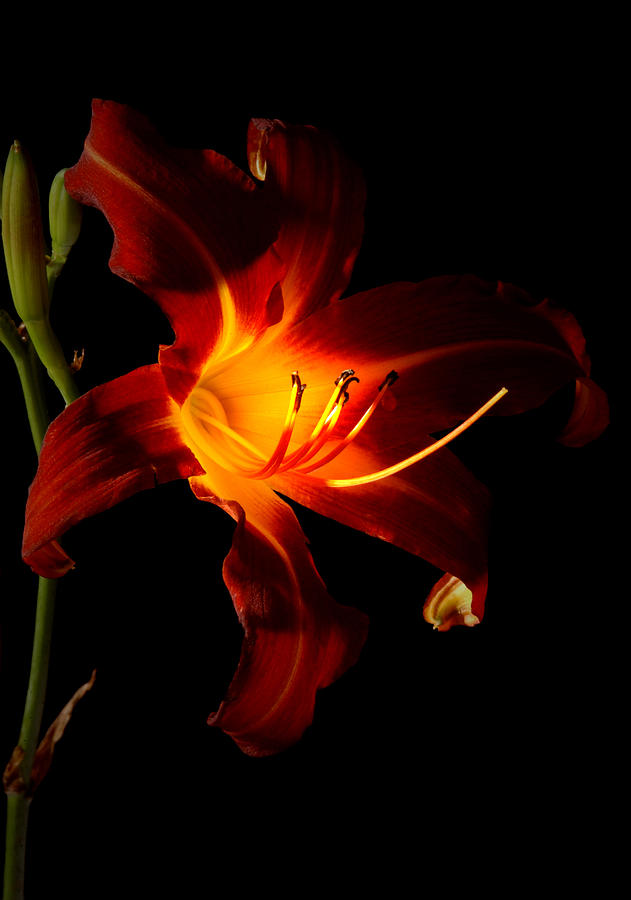 Lily Photograph - Lily In the Light by Greg and Chrystal Mimbs