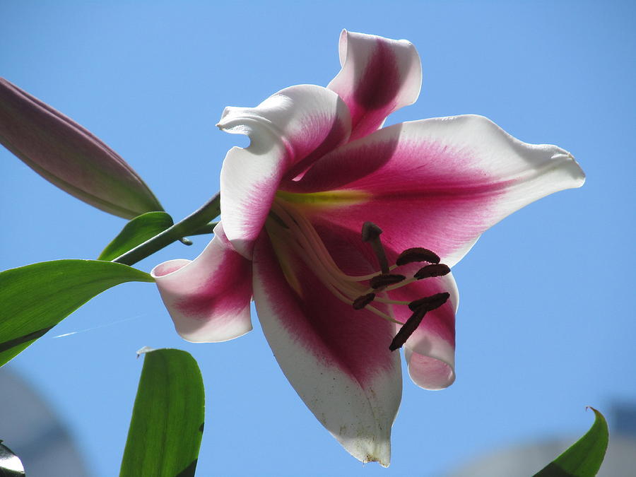 Lily In The Sky Photograph by Alfred Ng