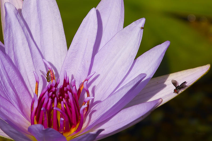 Lily Life Photograph by Marx Broszio - Fine Art America