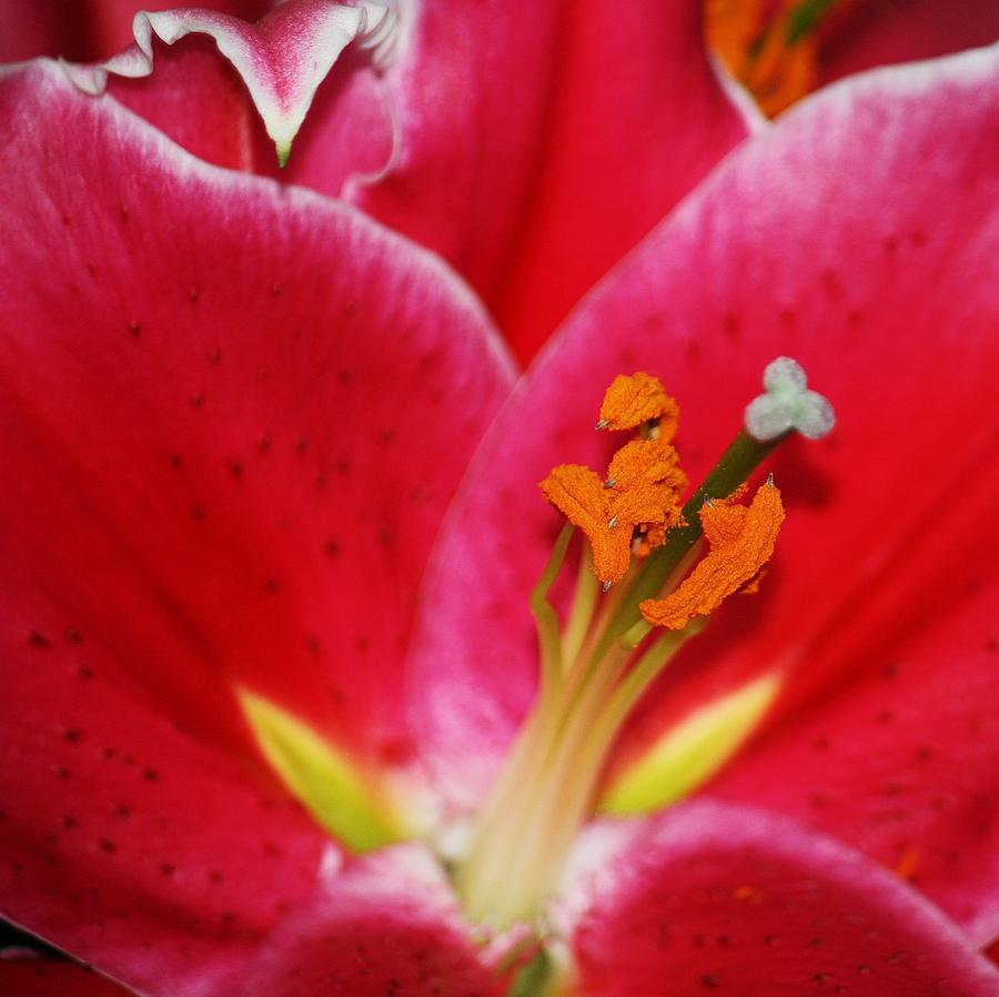 Lily Macro Photograph by Chris Anderson